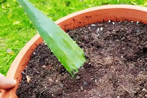 Bouture de feuille d'Echeveria
