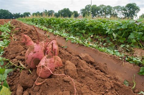 Patates douces dans un champ