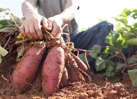 Jeunes plants de patates douces