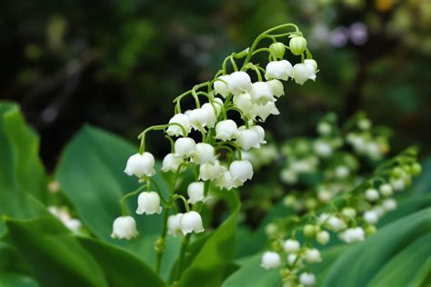 Signes de toxicité du muguet