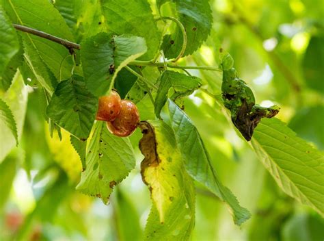 feuilles de cerisier et de noisetier