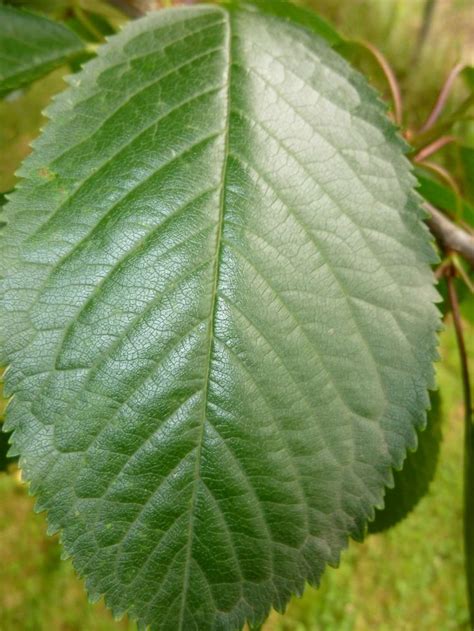feuille de cerisier