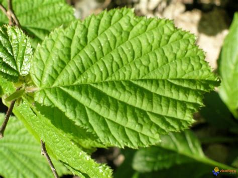 feuille de noisetier