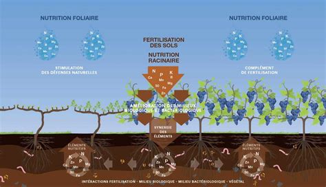 Champ de vigne avec engrais vert en inter-rang