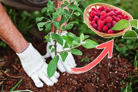 Schéma montrant comment planter un framboisier avec un feutre stop-racine