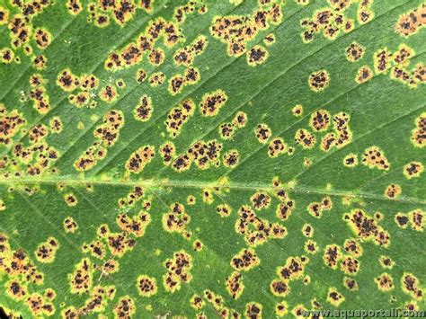Photos des symptômes de l'anthracnose sur les feuilles et les tiges de framboisier