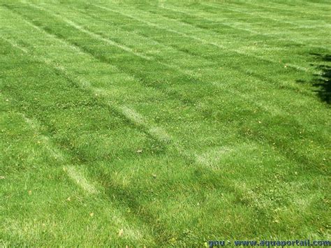 Image d'une belle pelouse entretenue par mulching