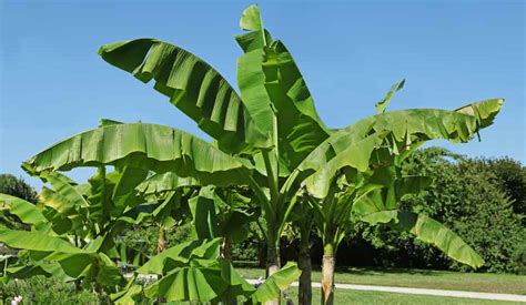 Bananier en pleine croissance avec ses grandes feuilles
