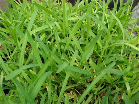 Herbe de Saint Augustin (Stenotaphrum secundatum)