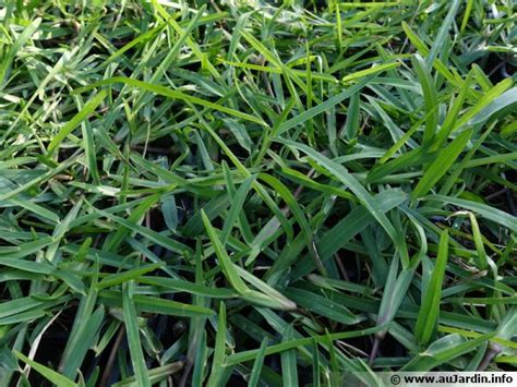 Gazon Kikuyu (Pennisetum clandestinum)