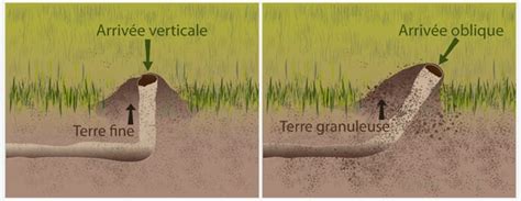 un schéma montrant les tunnels d'une taupe sous la pelouse