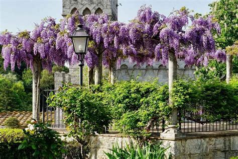Glycine en fleurs sur une pergola