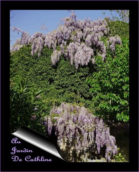 Différences entre Wisteria floribunda et Wisteria sinensis