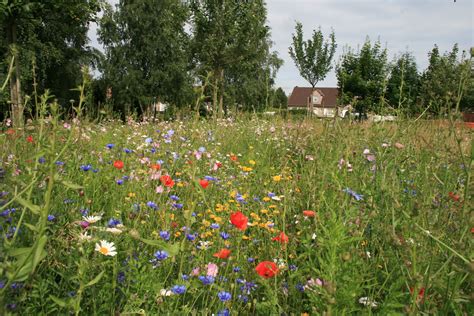 Prairie fleurie avec divers insectes