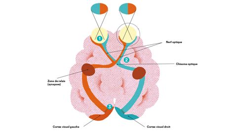 Schéma des deux variantes de la pensée visuelle (oeil-cerveau et cerveau-oeil)