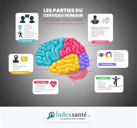 Infographie des principales régions du cerveau humain