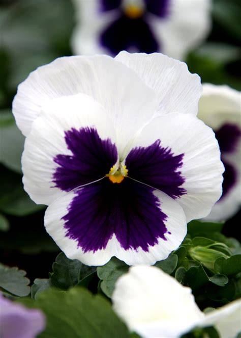 Image d'une fleur de pensée