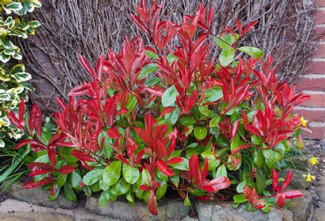 Diagramme des conditions de sol idéales pour le Photinia Red Robin