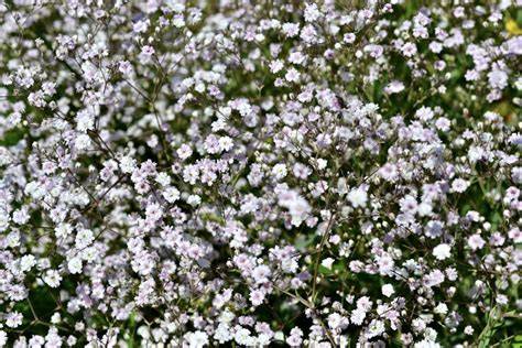 Champ de petites fleurs blanches envahissantes