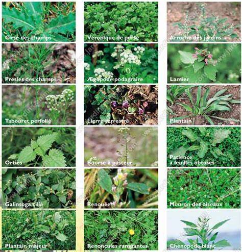 Illustration des différentes types de mauvaises herbes à fleurs blanches