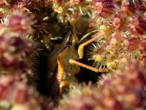 Gros plan sur une ombelle d'anthrisque sauvage