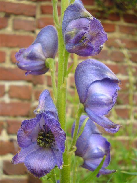 Fleur d'aconit napel, violette et en forme de casque
