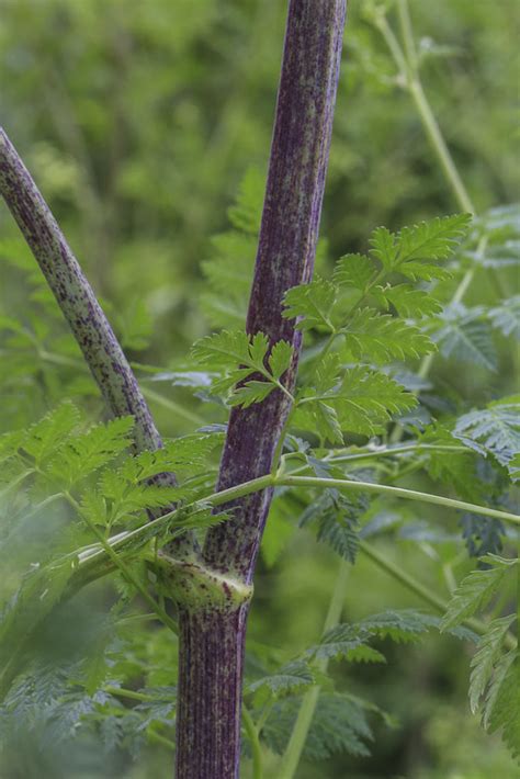 Tige de grande ciguë maculée de taches pourpres