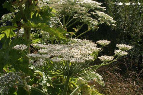 Berce du Caucase avec des fleurs blanches en ombelles géantes