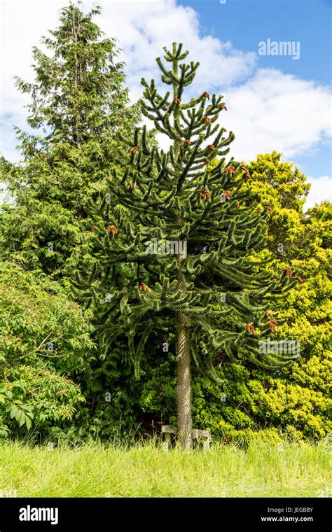 Araucaria araucana dans son habitat naturel