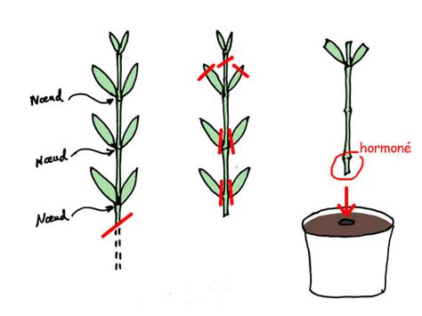 Schéma d'une bouture de tête d'araucaria