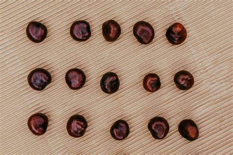 graines de manuka en gros plan