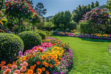Lapin explorant un jardin fleuri
