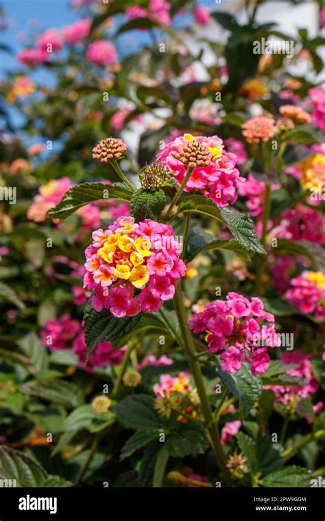 Gros plan sur les fleurs multicolores du Lantana