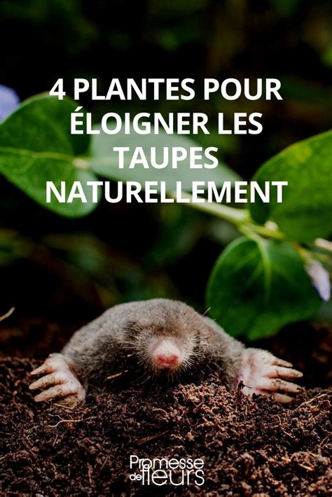plantes répulsives contre les taupes