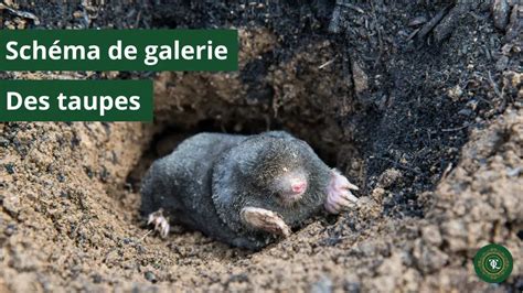 schéma de fonctionnement d'une galerie de taupe
