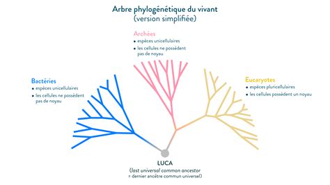 Schéma simplifié de l'arbre du vivant montrant la divergence entre les lignées animales, végétales et fongiques