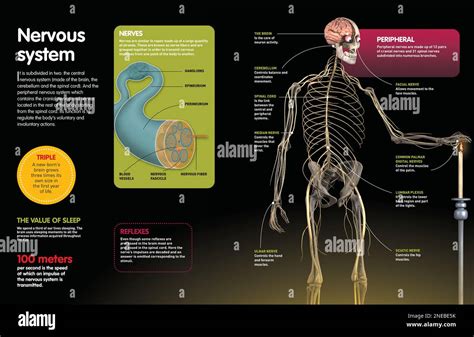 Infographie comparant les systèmes de communication : nerveux (animal) vs modulaire (végétal)