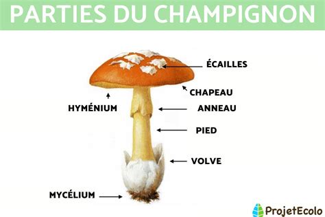 illustration d'un couteau à champignon avec ses différentes parties étiquetées