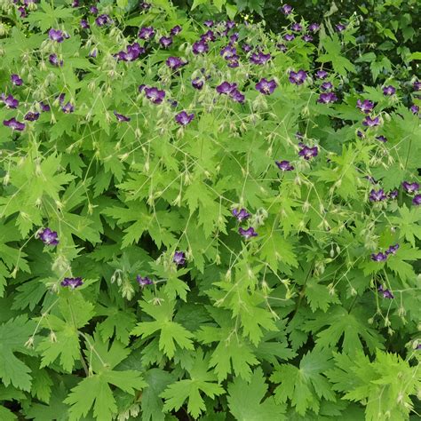 Geranium phaeum avec ses fleurs sombres