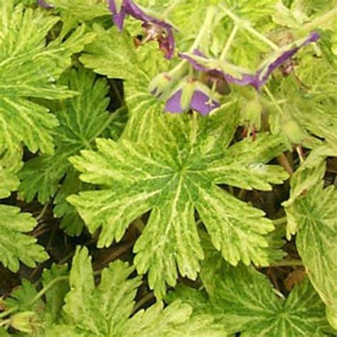 Feuillage panaché du Geranium phaeum