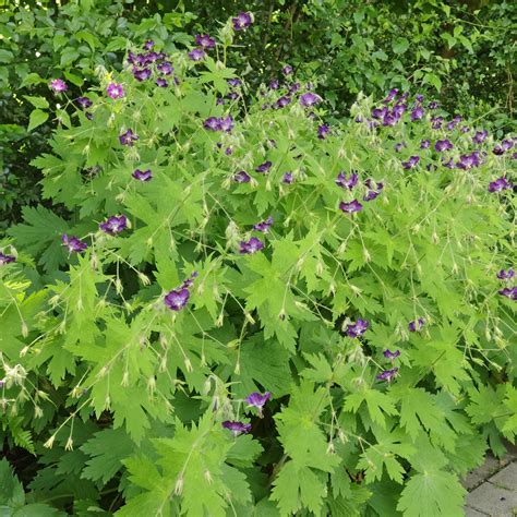 Les bourdons butinant les fleurs de Geranium phaeum