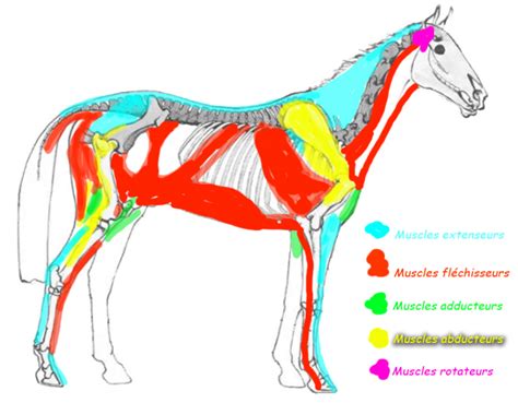 Schéma illustrant l'engagement des muscles du cheval lorsqu'il monte sur un podestre