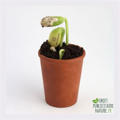 Graine de haricot gravée au laser