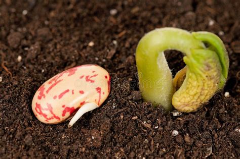Pot avec une jeune pousse de haricot