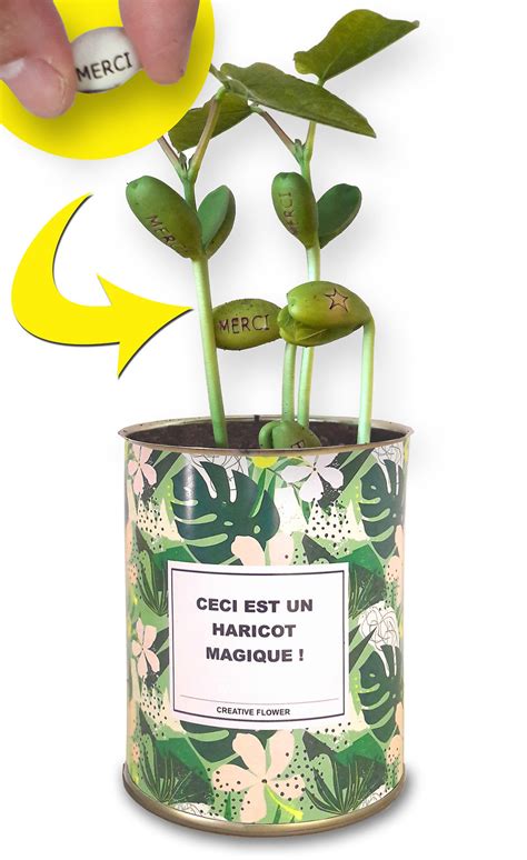 Différents haricots magiques gravés avec des messages variés