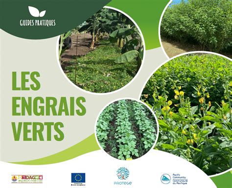 Infographie sur les avantages des engrais verts pour le sol