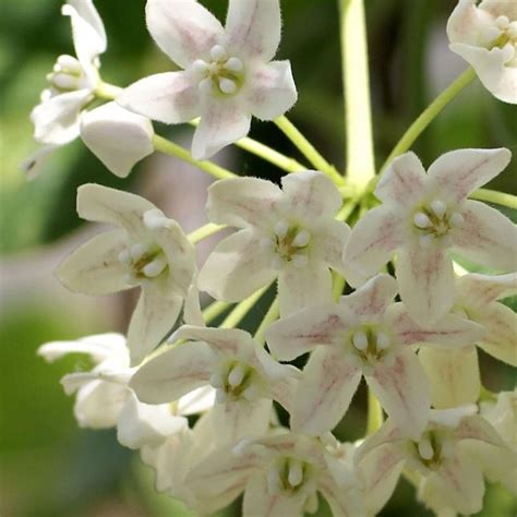 Ombelle de fleurs de Wattakaka sinensis