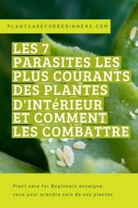 Schéma des parasites courants des plantes