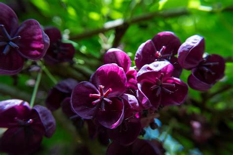 Feuillage et fleurs d'Akebia quinata