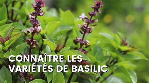 Infographie présentant les différentes variétés de basilics cultivés